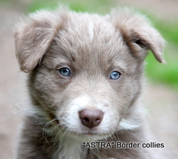 Lilac MALE border collie puppy